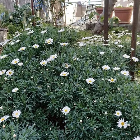 לינה וארוחת בוקר Relax 3*